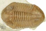 Stalk-Eyed, Asaphus Punctatus Trilobite - Russia #191163-5